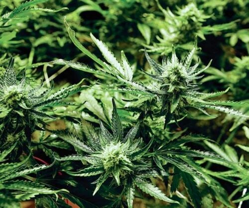 Cannabis Industry Report Advocates for Level Playing Field Between Hemp and Marijuana