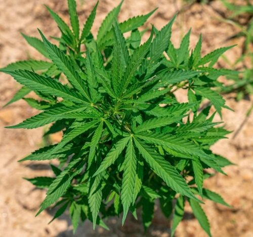 Cannabis-Like Drug Causing Severe Psychosis in Young Men: College of Psychiatrists Warn