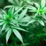 cannabis use disorder health risks