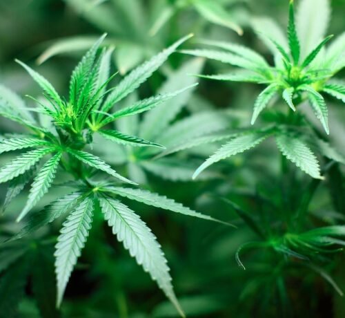 Cannabis Use Disorder: A Growing Concern Amidst Increasing Normalization