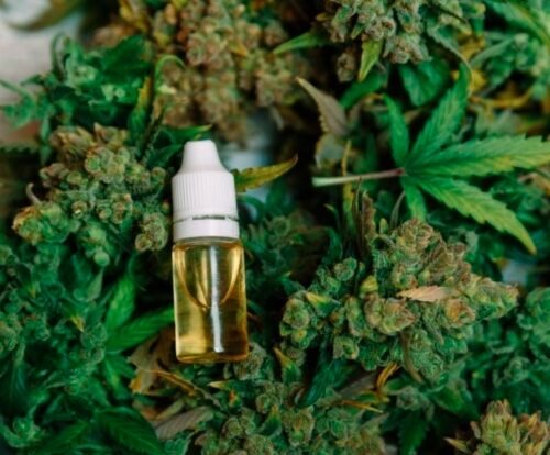 Himachal Pradesh Moves to Legalize Cannabis Cultivation