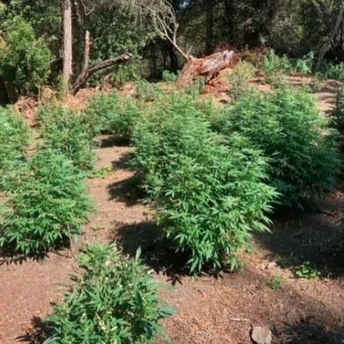 Oakland Officer Linked to Illegal Cannabis Operation in Antioch