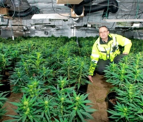 Major Cannabis Seizure in Letterkenny: Gardaí Uncover €24,000 Worth of Drugs