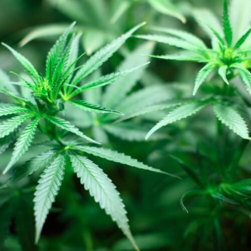 Cannabis News Roundup: Key Developments in the Last 24 Hours