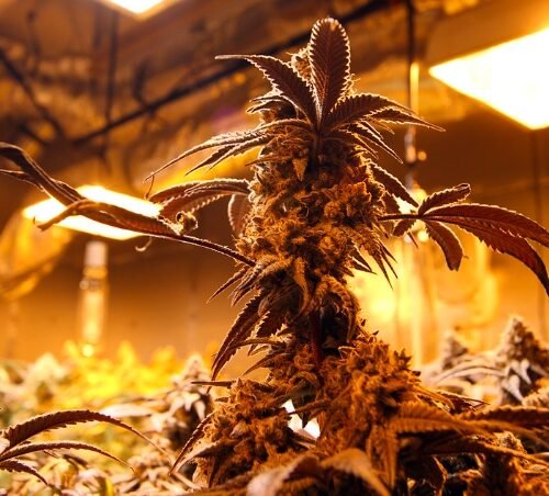 Utah’s Medical Cannabis Program Faces Stiff Competition from the Black Market