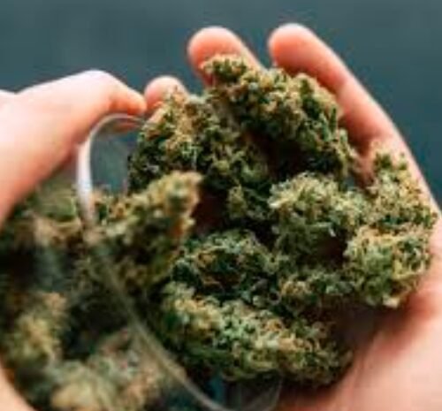 New Mexico’s Cannabis Industry Reaches $1.3 Billion in Sales