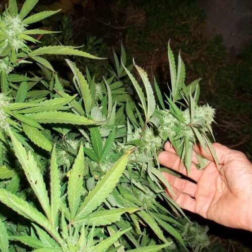 Older Americans Embrace Cannabis for Health and Wellness