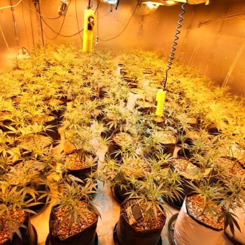 Rising Trends in Cannabis Use Among Older Adults in Michigan