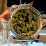 st paul city council cannabis business regulations