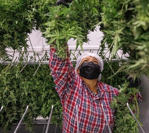 Thailand Unveils New Cannabis Regulation Bill