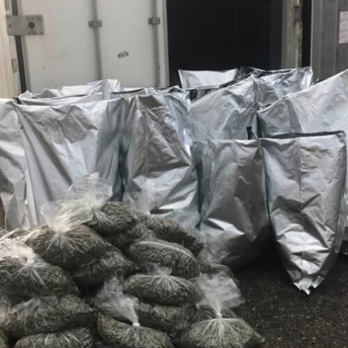 Wildlife Officers Uncover Poaching and Water Diversions in Mendocino County Cannabis Raid