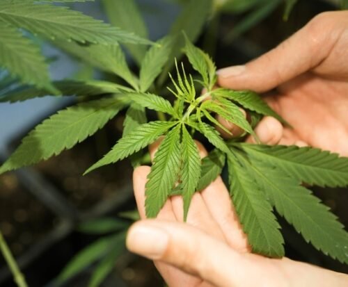 Researchers Advocate for a Shift to Harm Reduction in Cannabis Policies