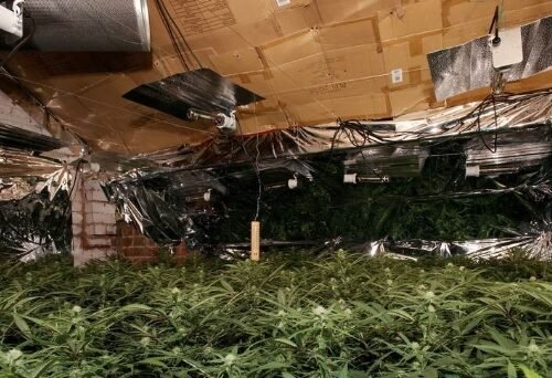 Crackdown on Cannabis: Agencies Target Illegal Grow Operations in California