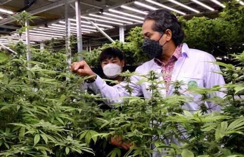 Is Cannabis the Answer to Insomnia? A Closer Look at the Evidence