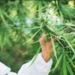 New Cannabis Research Highlights