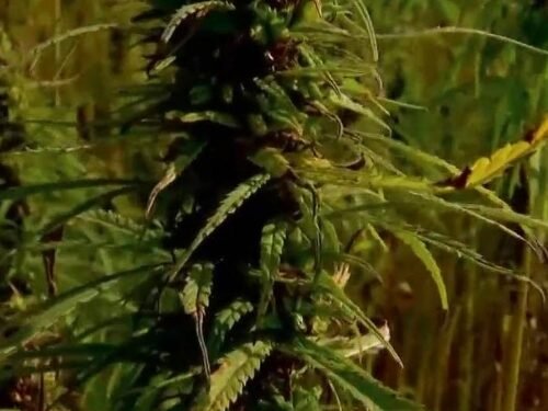 Sacramento County Takes Bold Step to Ban Sale of Intoxicating Hemp Products