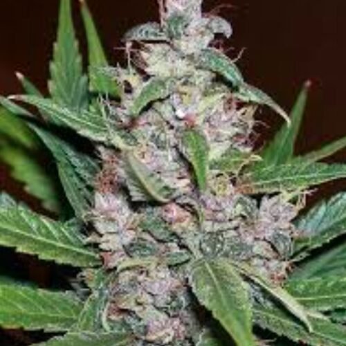 Aurora Cannabis Schedules Investor Conference Call for Q2 2025 Results