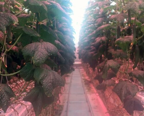 A Glimpse into Canada’s Cannabis Future: Lessons for Ireland