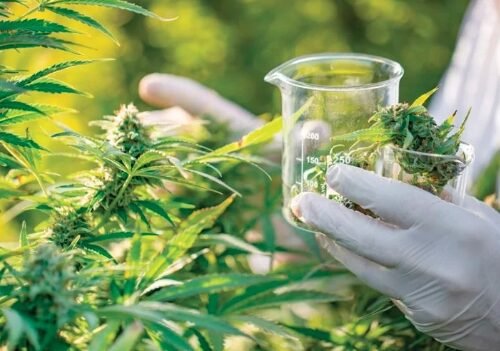 States Grapple with Cannabis Taxation: Balancing Revenue and Risks