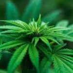 Hazelden Summit to Address the Hidden Risks of Marijuana Addiction