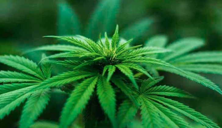 marijuana-addiction-health-risks-summit