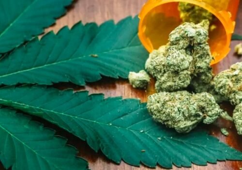 Major Drug Squad Uncovers $26 Million Cannabis Operation in Victoria