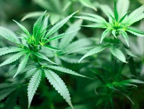 Cannabis Farm Discovered Just Four Doors Down From Police Station in Wales