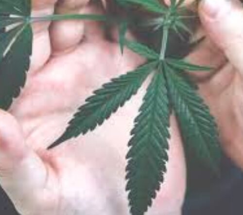 Metabolomics in Adolescence: Understanding Cannabis-Use-Associated Psychotic-Like Experiences