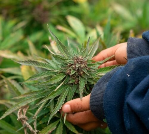‘80 Ganja Plants Seized’: Greater Noida Man Arrested for Growing Cannabis in 10th-Floor Flat