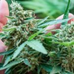 Cannabis Company Prepares Legal Battle Against New Mexico Over Crop Destruction