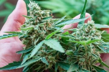 Cannabis Company Prepares Legal Battle Against New Mexico Over Crop Destruction