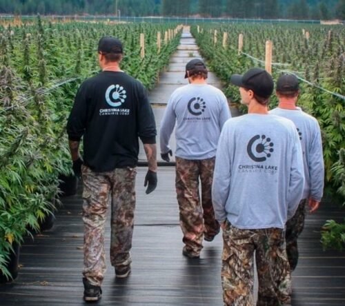 Christina Lake Cannabis Reports Strong Third Quarter 2024 Earnings