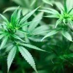 FDA Clears Cannabis PTSD Study, Potential Boost for Cannabis Sector