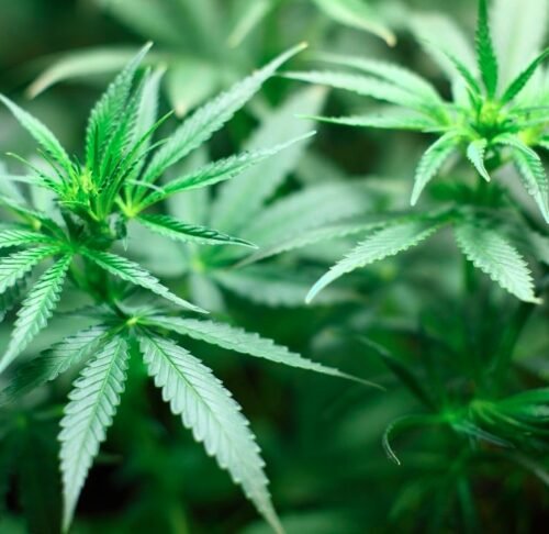 FDA Clears Cannabis PTSD Study, Potential Boost for Cannabis Sector