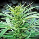 Four States Vote on Marijuana Legislation