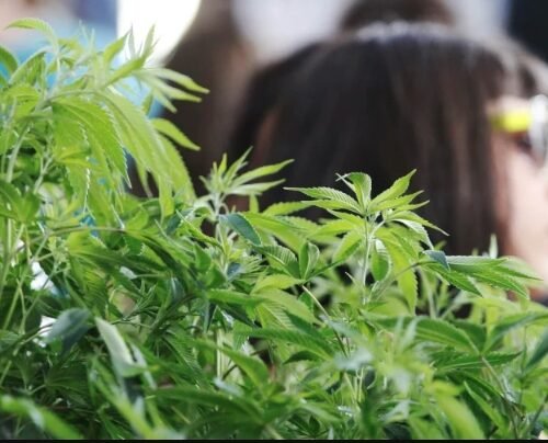 Cannabis Use and Legalization Support: New Data from Gallup Surveys