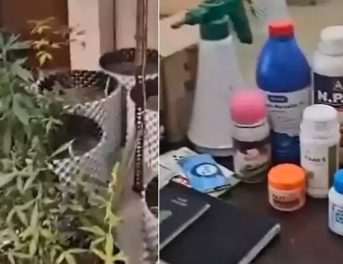 Greater Noida Man Arrested for Growing Cannabis in Luxury Flat, Selling on Dark Web