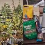 Greater Noida cannabis nursery dark web