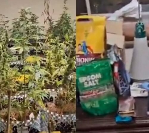 Greater Noida Man Arrested for Growing Cannabis in Home Nursery, Linked to Dark Web Trade