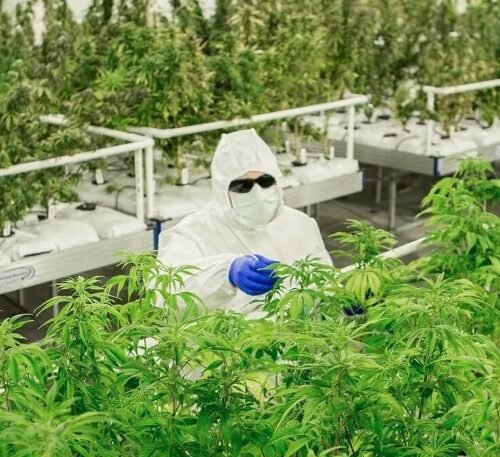 Canopy Growth GmbH and Gro-Vida Join Forces to Supply Medicinal Cannabis in Germany