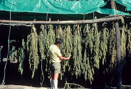 The Rise of Hemp: A Sustainable Future for Textiles and More
