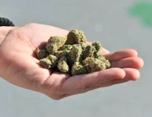 Odisha Police Ramps Up Crackdown on Illegal Cannabis Trade Using Drones and Satellite Surveillance