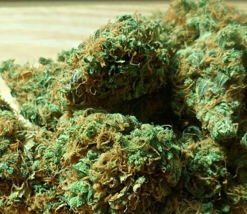 High Haven Celebrates “Danksgiving” Cannabis Event with Green Wednesday and Holiday Deals Across Illinois Locations