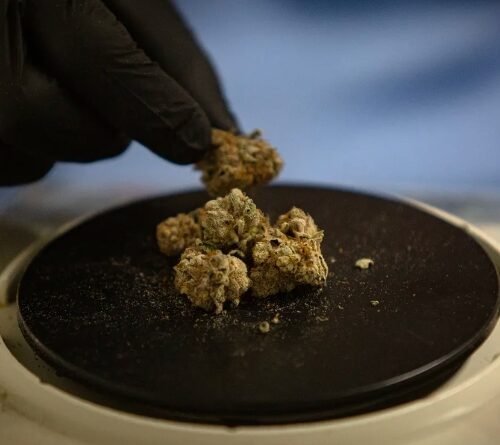 Third Recreational Cannabis Recall in Maine Due to Mold and Yeast Contamination