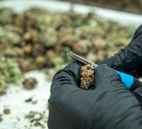 Maryland Unveils Cannabis Public Health Dashboard After One Year of Legalization