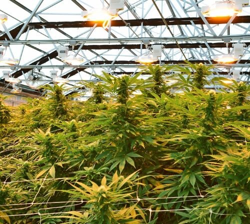 Duluth City Council Prepares for Recreational Cannabis Sale in 2025