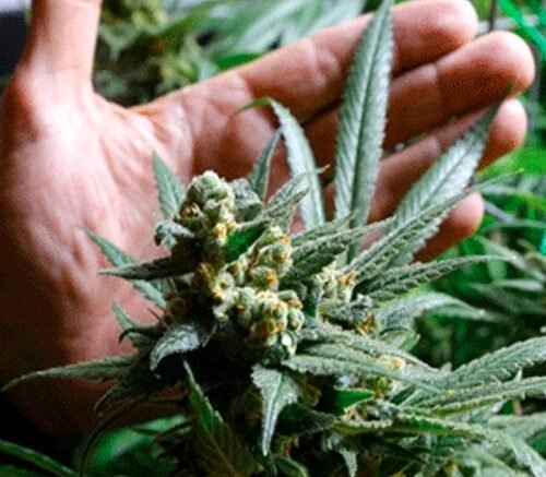 Cannabis Trafficker in Odisha Nabbed in Dramatic NCB Operation