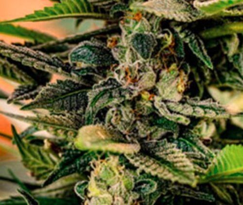 National Indigenous Cannabis Policy Summit to Convene in Washington, D.C.