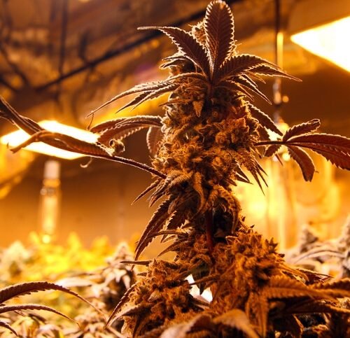 Attorneys Make Final Arguments in Nebraska Medical Cannabis Ballot Case
