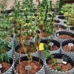 Noida cannabis farm raid